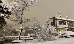 Karabük'te kar ağırlığına dayanamayan çok sayıda ağacın dalların kırıldı