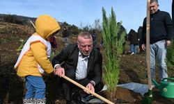 Karacabey’de yangın sonrası ilk fidanlar toprakla buluştu
