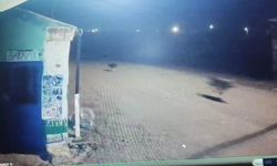 Kars'ta kurtlar tilkiyi, köpekler kurtları kovaladı