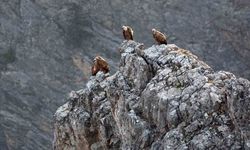 Kemaliye’de göçmen akbabalar görüntülendi