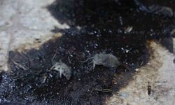 Kilis’te hijyen şartlarına aykırı üretim yapan işletmeye 105 bin TL ceza