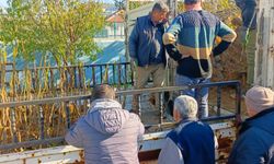 Koçarlı'da üreticiye 4 bin incir fidanı dağıtıldı