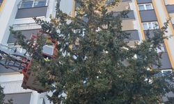 Köpekten kaçan kedi 3 gün ağaçta mahsur kaldı