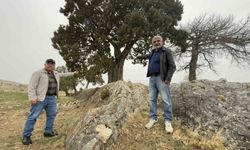 Köy halkı 508 yaşındaki ardıç ağacının tescilini istiyor