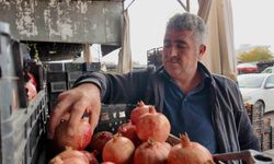 Kuraklık Zivzik narında verimi yarı yarıya düşürdü