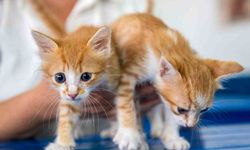 Kuşadası Belediyesi Veteriner İşleri Müdürlüğü’nden ‘mikroçip taktırın’ uyarısı