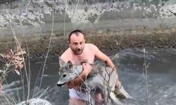 Kütahya’da su kanalına düşen karaca kurtarıldı