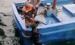 Lapseki’de iskelede denize düşerek sürüklenen köpeğin yardımına balıkçılar yetişti