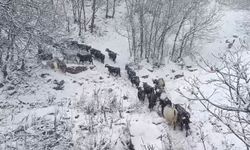 Muş'un yüksek rakımlı köylerde kar etkili oldu, besiciler zor anlar yaşadı