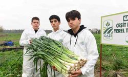 Osmangazi'de pırasa hasadıyla doğallık sofralara taşınıyor