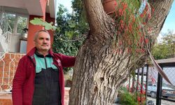 Osmaniye’de dut gövdesinden incir çıktı: Dut ağacının gövdesinde yetişip meyve veren incir ağacı şaşırttı