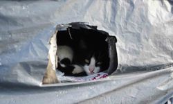 Samsun sahilinde kediler için sıcak yuva