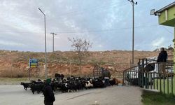 Şap hastalığı nedeniyle kapalı olan Siirt Hayvan Pazarı açıldı