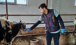 Şap hastalığına karşı aşılama çalışması yapıldı