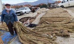 Selendi'de tütünde hasat bitti, kolileme mesaisi başladı