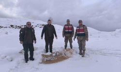 Siirt'te yaban hayvanlarına 750 kilo besi yemi bırakıldı