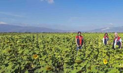Söke’de 10 bin dekarlık alana ayçiçeği tohumu dağıtılacak