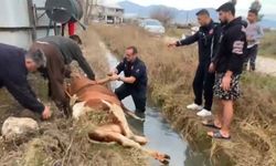 Su kanalına düşen inek itfaiyenin 1 saatlik çalışmasıyla kurtarıldı
