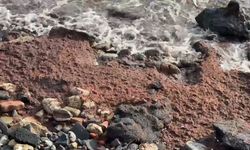 Tekirdağ’da poyraz kızıl yosun sürükledi