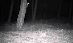 Tekirdağ'da yaban hayatı fotokapanlarla görüntülendi