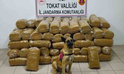 Tokat'ta 485 kilogram kaçak tütün ele geçirildi