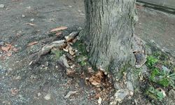 Trabzon Büyükşehir Belediyesi'nden 'yeşil dokuya zarar' iddialarına yanıt