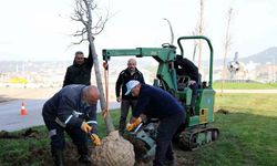 Tramvay çalışmasında sökülen ağaçlar yeni yerlerinde hayat bulacak