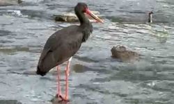 Türkiye’de nadir görülen kara leylek Karabük’te görüldü