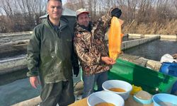 Van'da binlerce ton kapasiteli tesislerde alabalık sağımı başladı