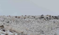 Van’da kış yüzünü gösterdi: Erek Dağı ve çevresi beyaza büründü