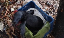 Yavru foka balıkçı şefkati: "Seni iyileştireceğiz evlat"