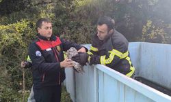 Yayladağı’nda baykuş kurtarma operasyonu