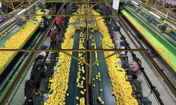 Yeni yıl öncesi narenciyede yoğun hasat