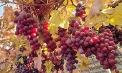 Yeni yılın üzümleri depodan değil bağdan