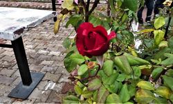 Yozgat’ta yalancı bahar: Aralık ayında güller ve diğer çiçekler açtı