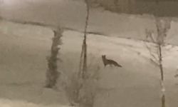 Aç kalan tilki şehir merkezine indi