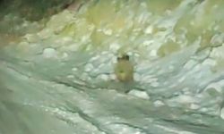 Aç kalan yaban domuzu kara yoluna indi