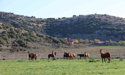 Adana milyonluk İngiliz ve Arap atlarının yetişme alanı oldu