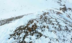 Adıyaman'da yaban keçileri havadan görüntülendi