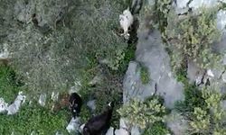 AFAD'dan keçi kurtarma operasyonu