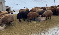 Ağrı'da besicilerin zorlu kış mesaisi