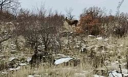 Ankara'da geyik sürüsü kameralara yansadı