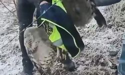 Ardanuç'ta tellere takılan baykuşu İl Özel İdaresi ekipleri kurtardı