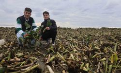 Asi nehrini istila eden su sümbülleri kuvvetli yağışla birlikte Akdeniz kıyısını yeşile bürüdü