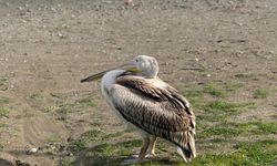Atakum sahilinde pelikan görüldü