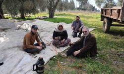 Aydın'da piknik havasında zeytin hasadı