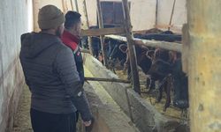 Aydıntepe'de hayvancılığa destek kapsamında düve teslimatları sürüyor