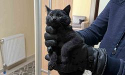 Bacaya giren kedi itfaiyenin 6 saatlik operasyonuyla kurtarıldı