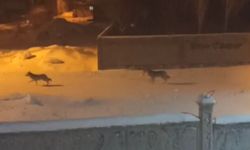 Başkale'de aç kalan kurtlar ilçeye indi