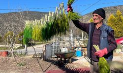 Bayındır nergis kokacak: Nergis ve Kuru Çiçek Festivali başlıyor